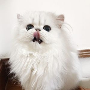 男女全裸搞基操好莱坞
